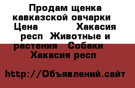 Продам щенка кавказской овчарки › Цена ­ 2 000 - Хакасия респ. Животные и растения » Собаки   . Хакасия респ.